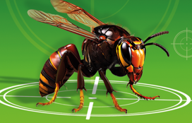 Lutte contre le frelon asiatique